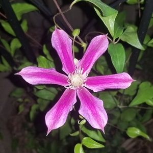 Meet your Posher, Vicki